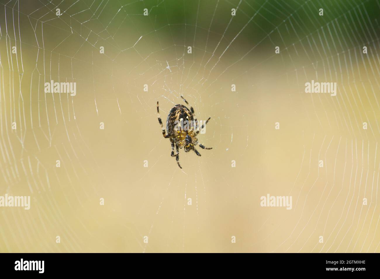 Ragno da giardino europeo (Araneus diadematus) sul suo web. La specie è anche conosciuta come diadem ragno, orangie, crociera ragno e corone tessitore orbale Foto Stock
