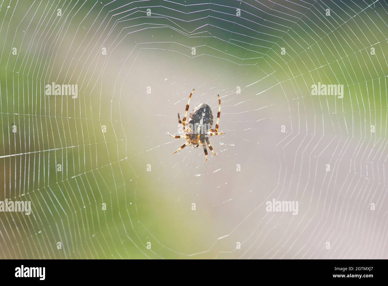 Ragno da giardino europeo (Araneus diadematus) sul suo web. La specie è anche conosciuta come diadem ragno, orangie, crociera ragno e corone tessitore orbale Foto Stock