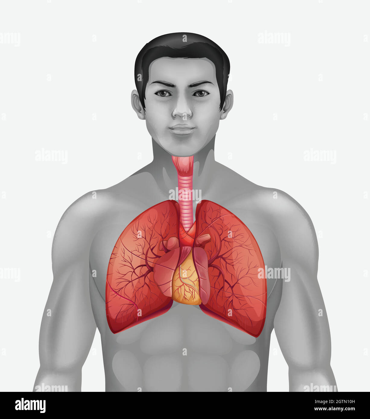 Cuore umano Illustrazione Vettoriale