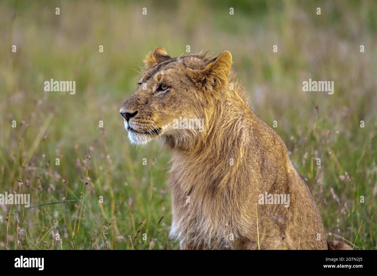 Una Lioness scandisce la savana nella Riserva Nazionale Masai Mara del Kenya Foto Stock