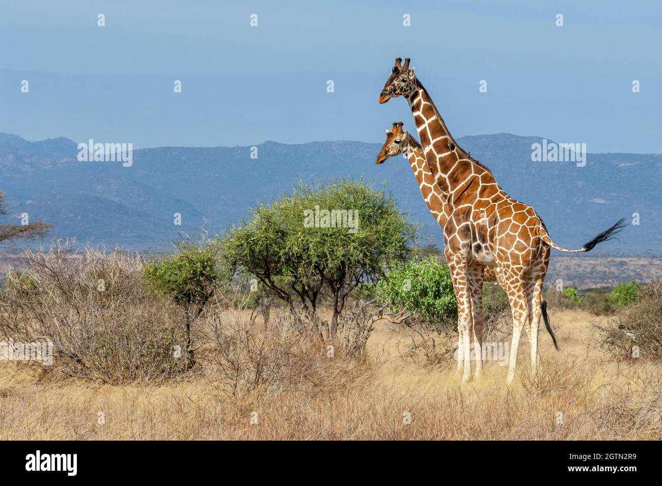 Due giraffe reticolate si torreggiano su cespugli di acacia nella Riserva Nazionale di Samburu in Kenya Foto Stock