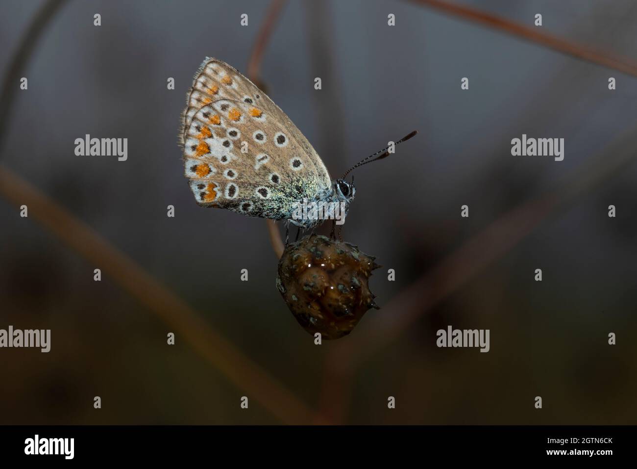 Il comune blue butterfly (Polyommatus icarus) è una farfalla della famiglia Lycaenidae e Polyommatinae sottofamiglia. Foto Stock