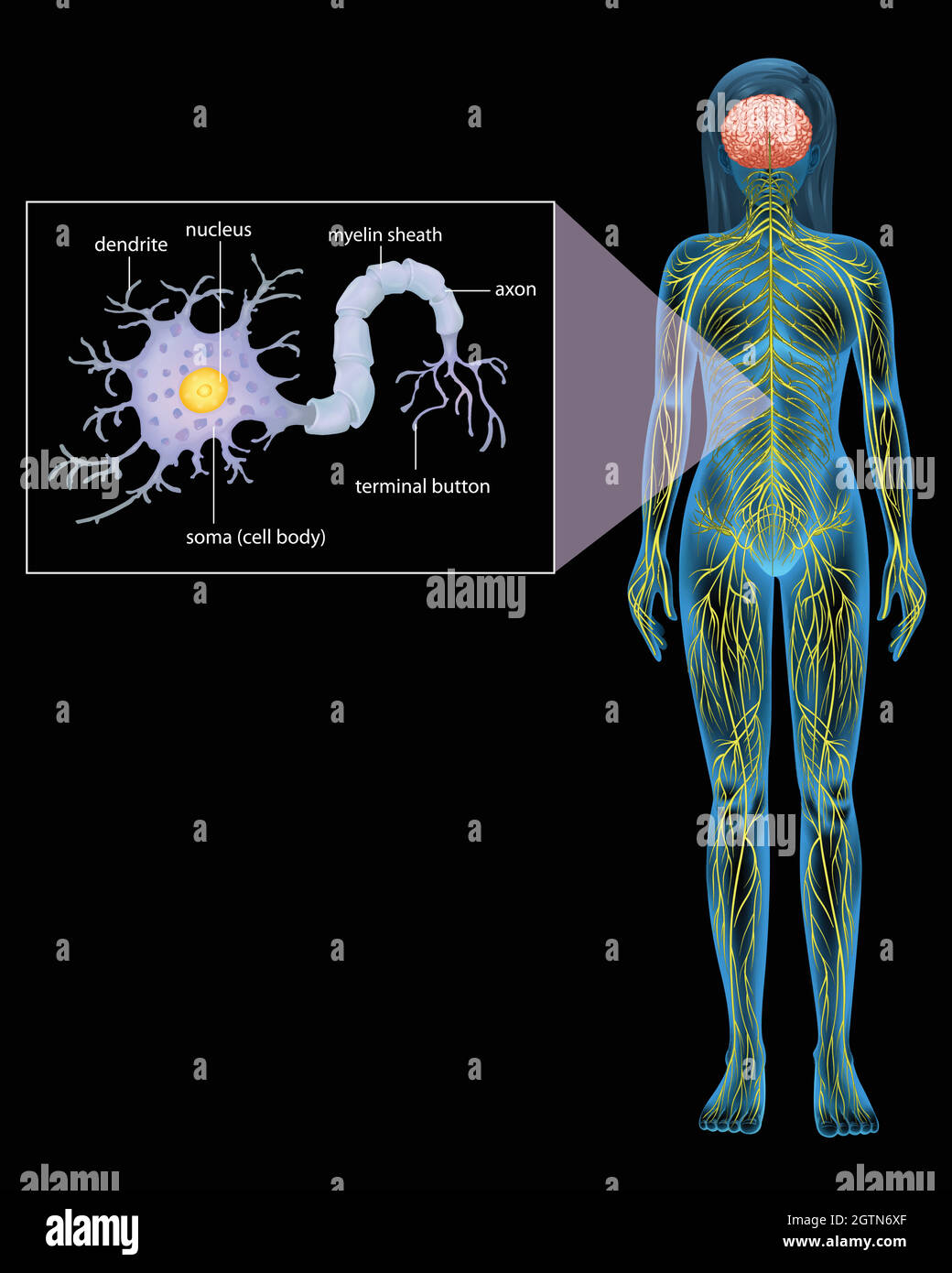 Neurone femminile Illustrazione Vettoriale