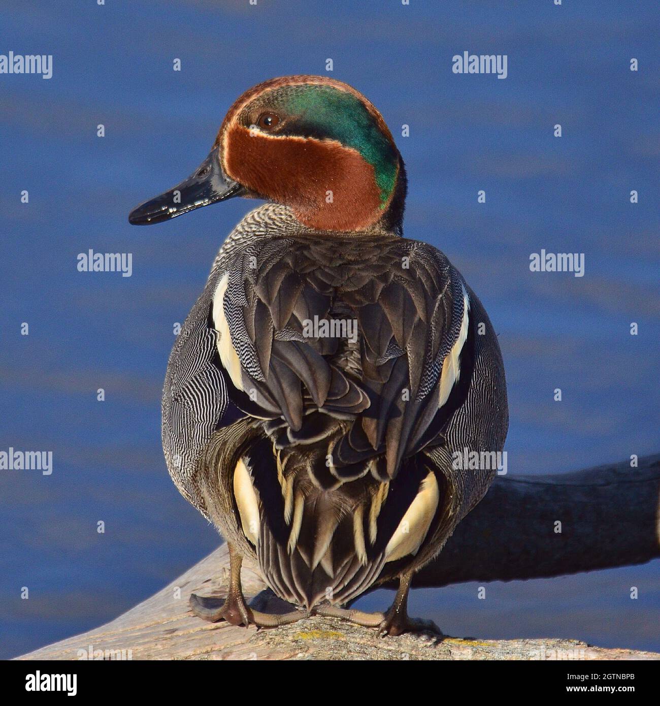 Primo piano di bird perching su UN lago Foto Stock
