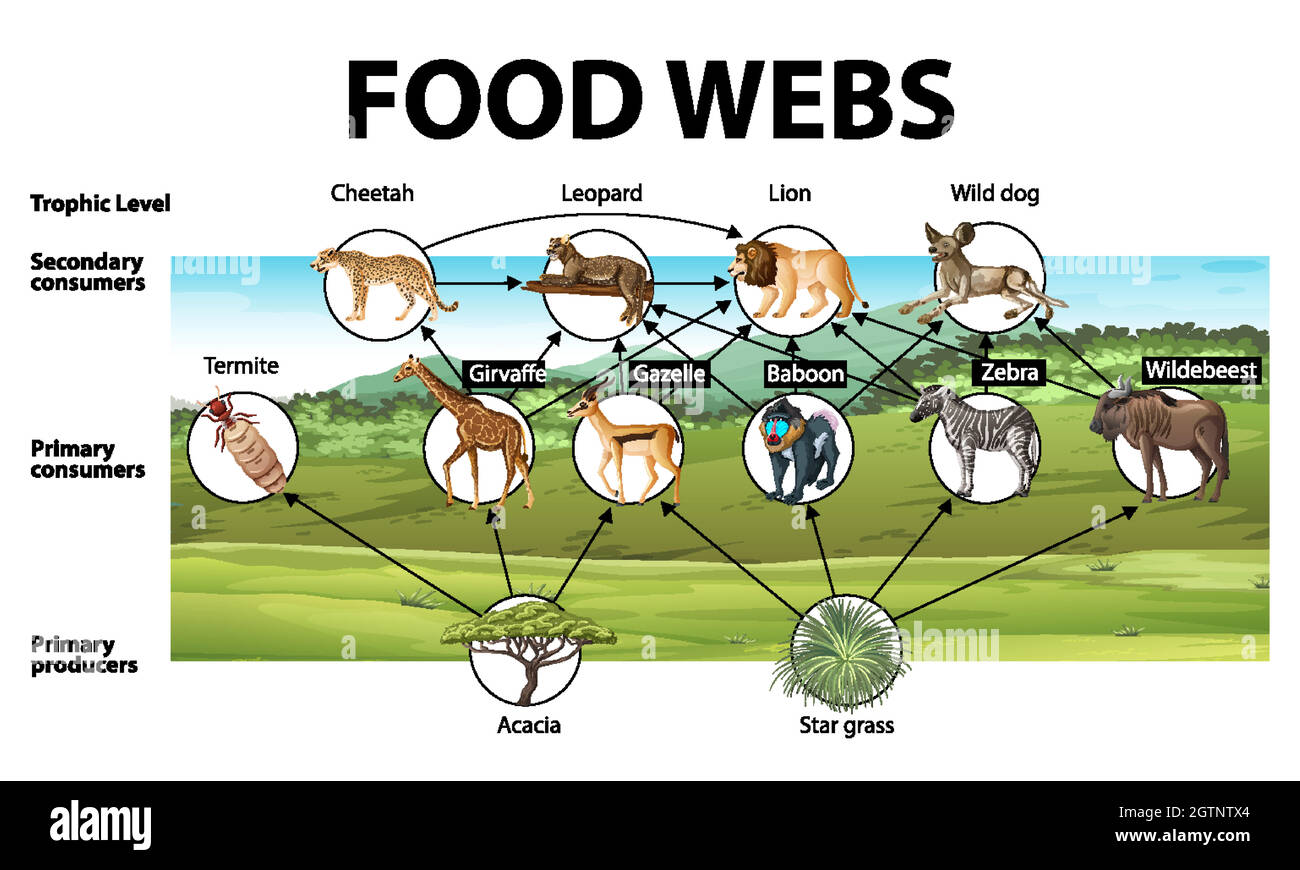 Poster didattico della biologia per diagramma di web alimentari Illustrazione Vettoriale