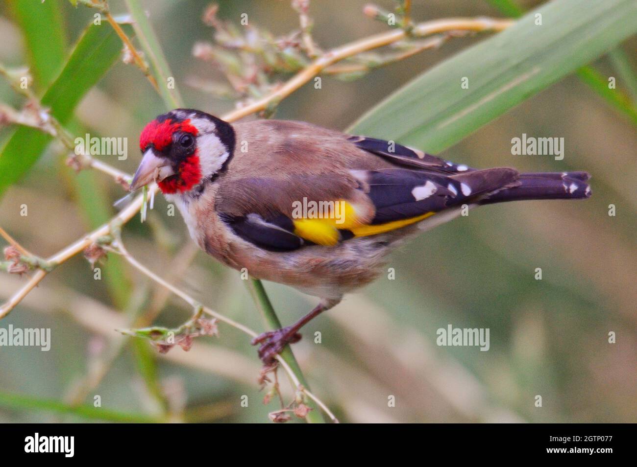 Close-up di uccello appollaiate sul ramo Foto Stock