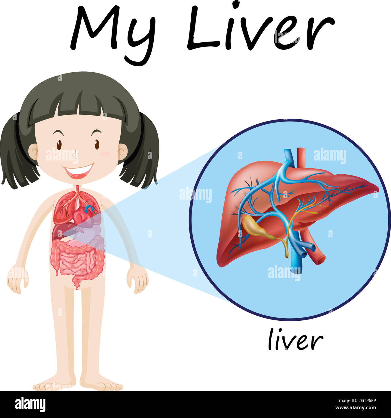 Diagramma anatomico umano con ragazza e fegato Illustrazione Vettoriale