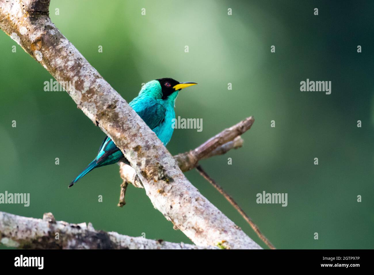 Un maschio Honeysuper super verde che perching su un ramo nella foresta pluviale dell'isola caraibica di Trinidad, Indie Occidentali. Foto Stock