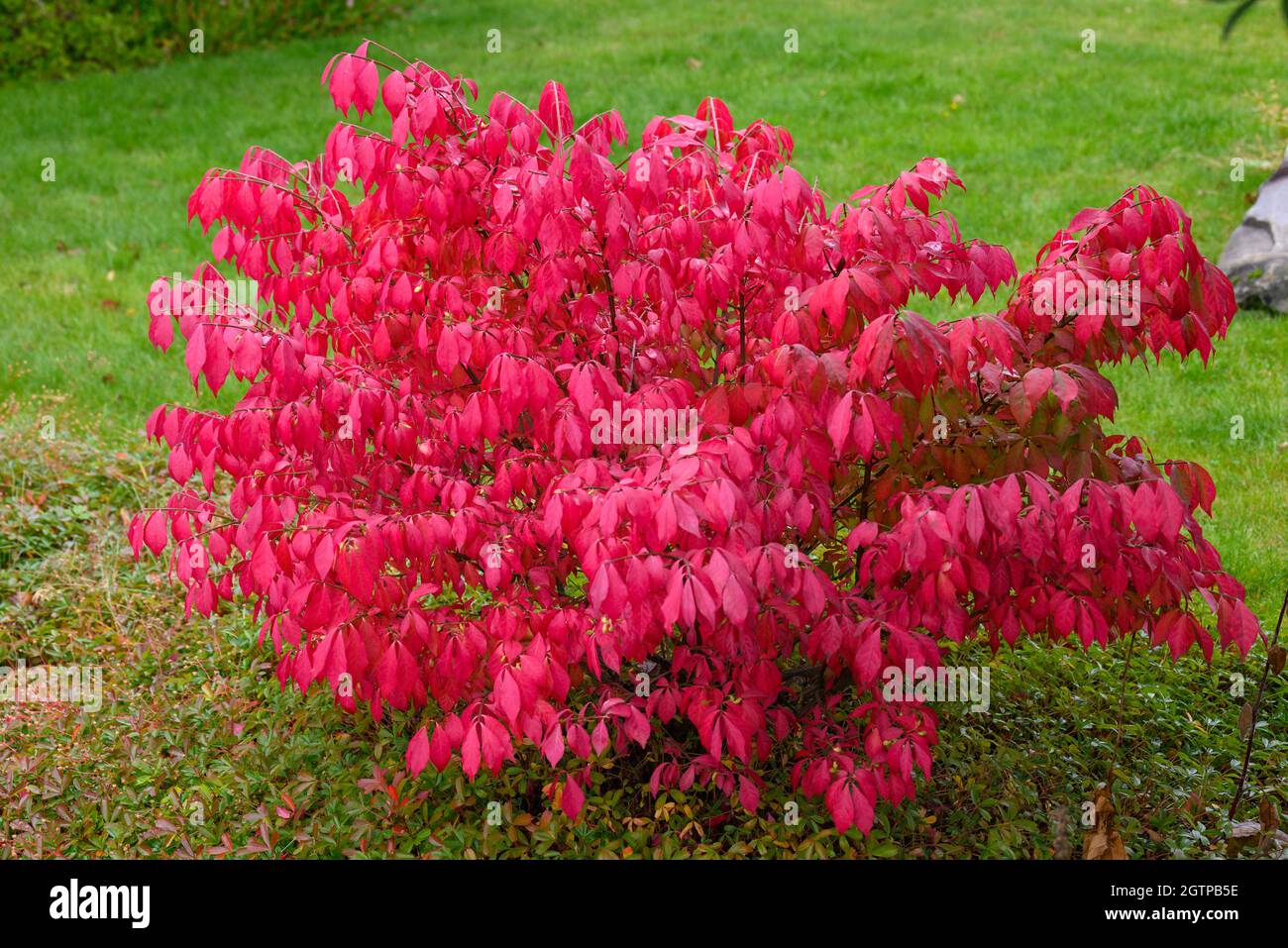 Arbusto in un giardino completamente rosso colorato con un prato verde sullo sfondo, foto dal Vasternorrland svezia. Foto Stock