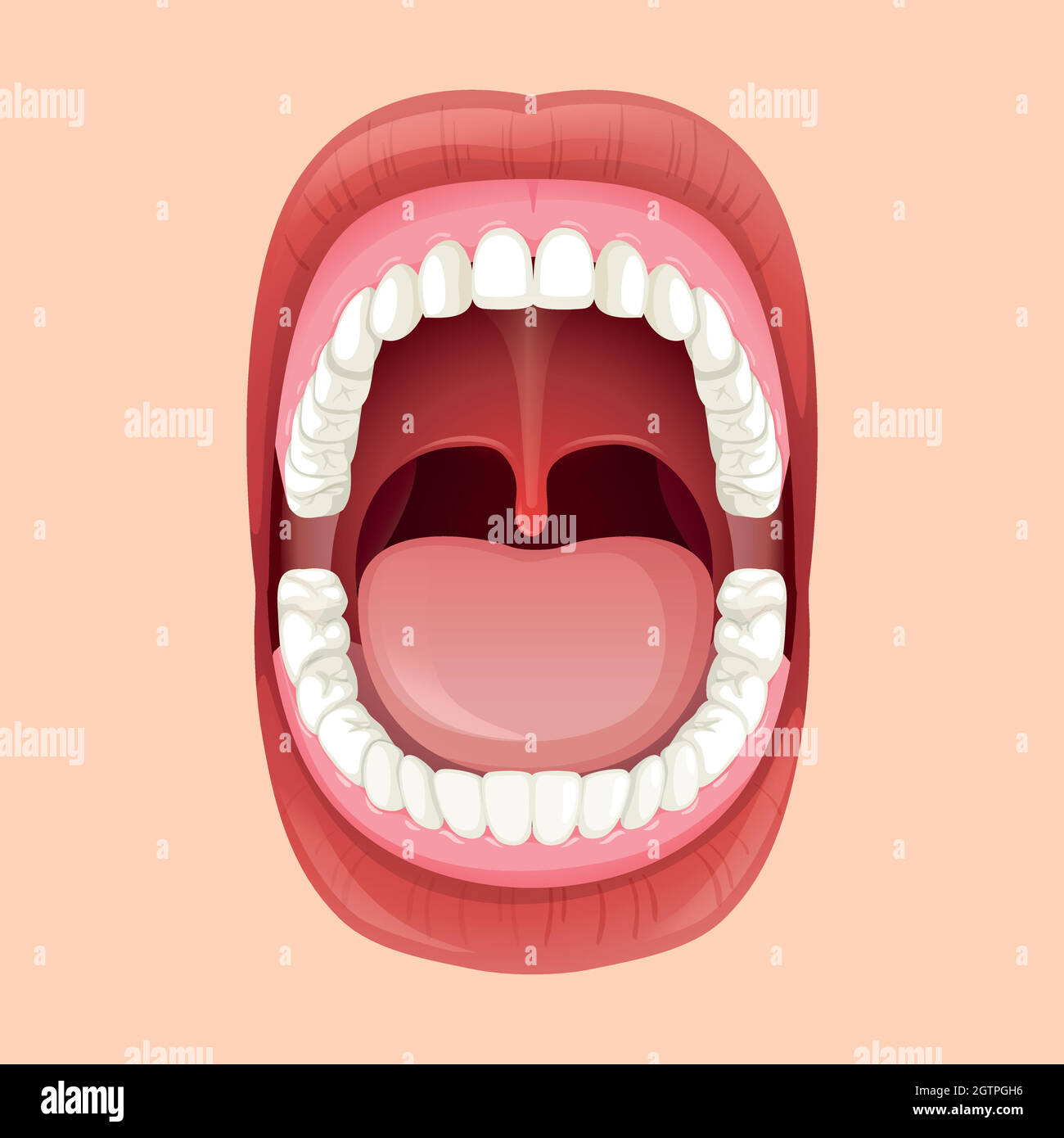 Anatomia della bocca umana Illustrazione Vettoriale