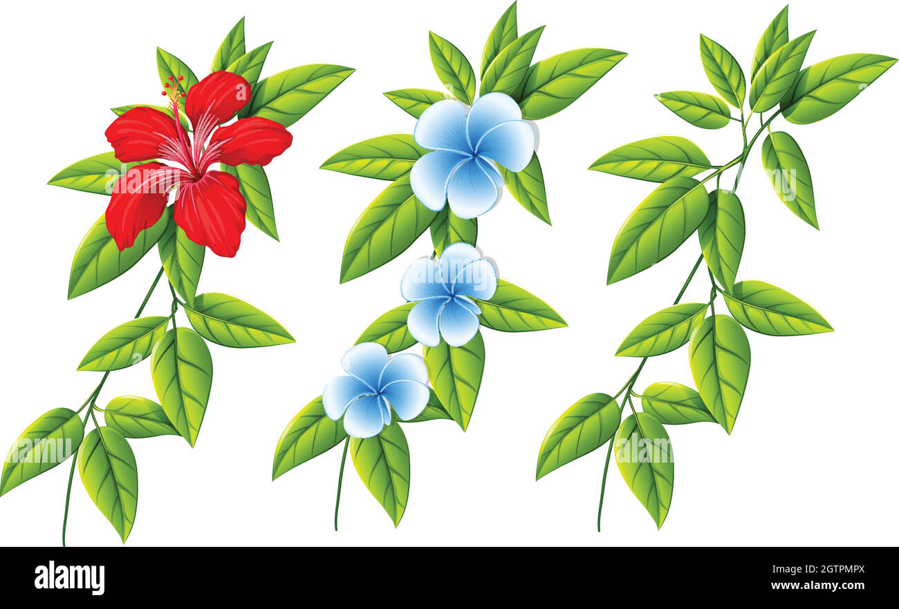 Set di fiori e foglie diversi Illustrazione Vettoriale