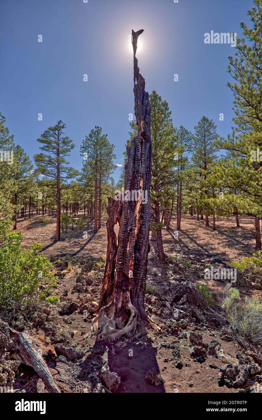 Un albero bruciato morto che è stato colpito da un fulmine al Sunset Crater National Monument in Arizona. Foto Stock