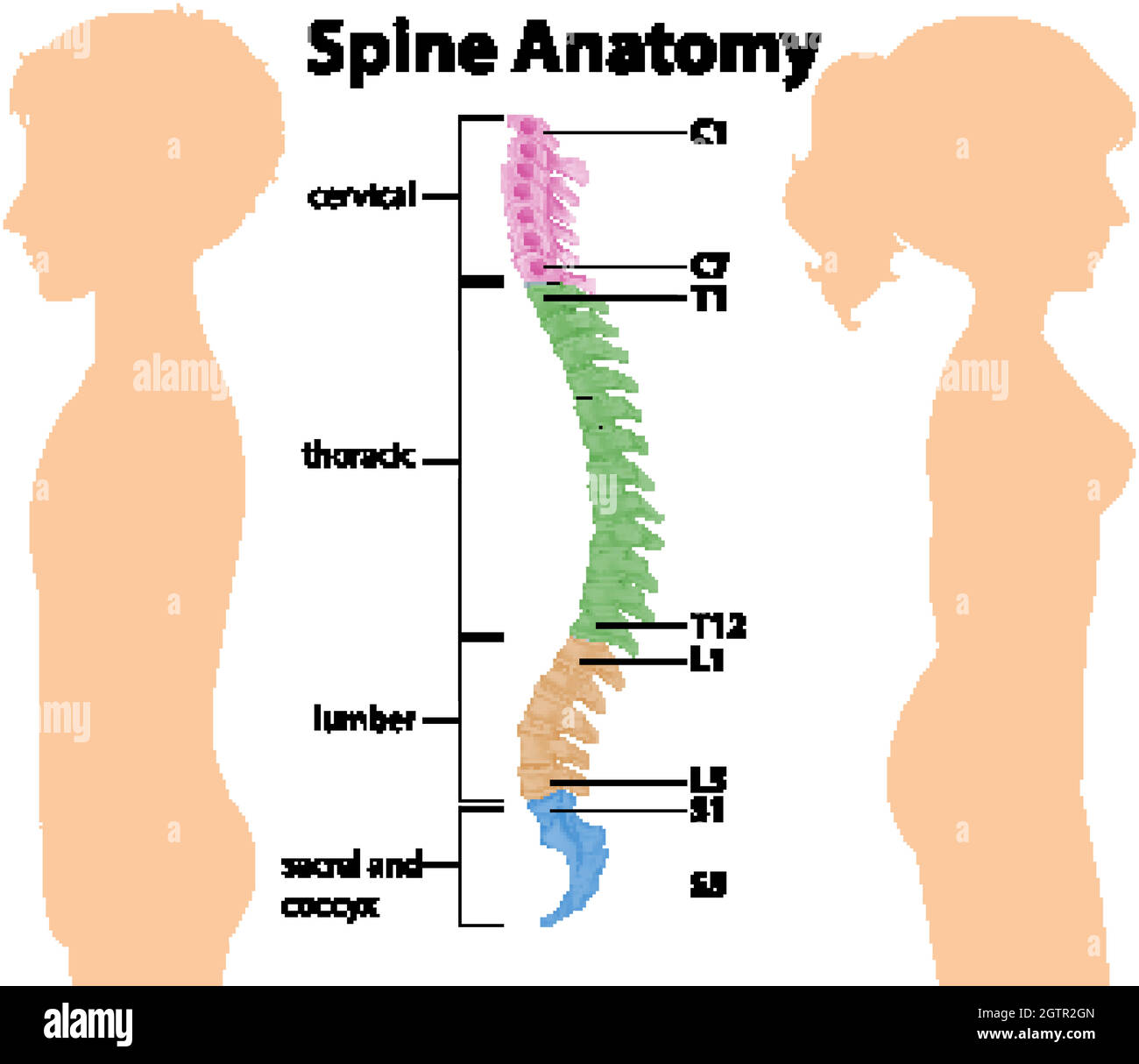 Anatomia della colonna vertebrale umana su sfondo bianco Illustrazione Vettoriale