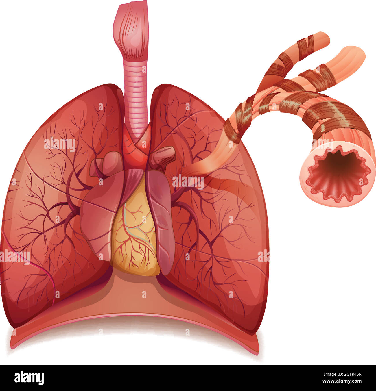 Polmoni e bronchi Illustrazione Vettoriale