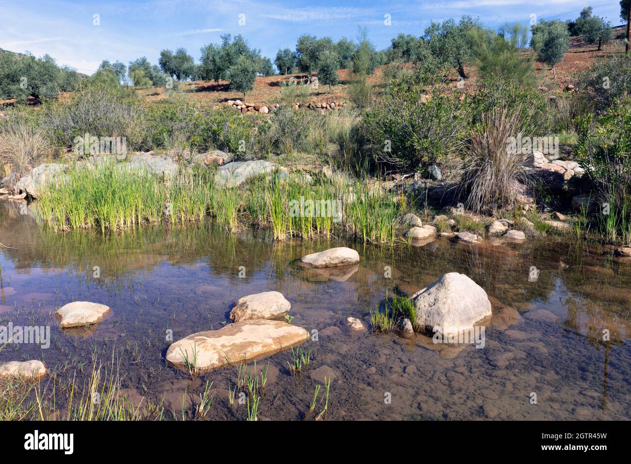 Rio Campanillas vicino ad Almogia, Provincia di Malaga, Spagna. Olivi sullo sfondo. Foto Stock