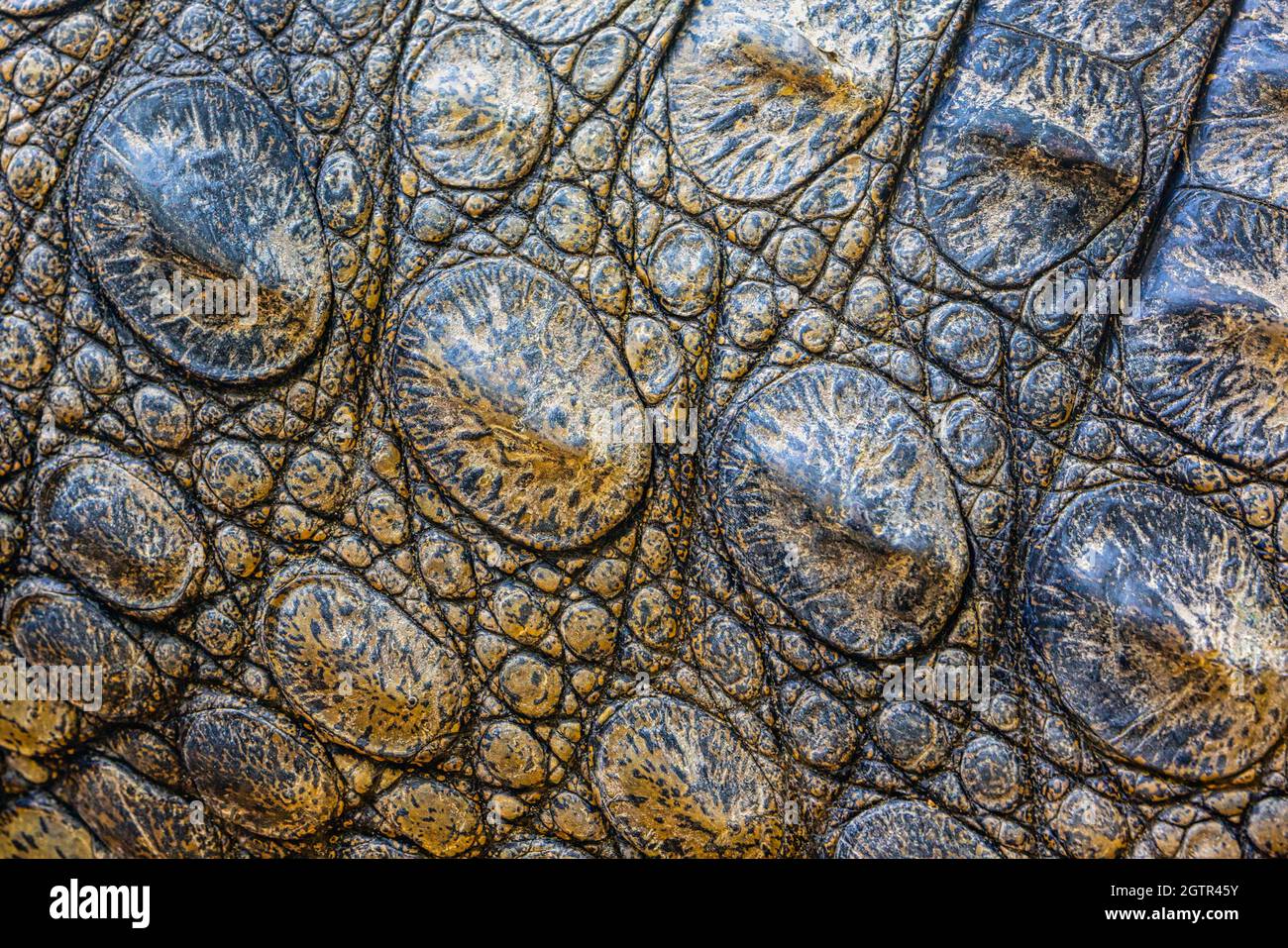 Primo piano della pelle corazzata del coccodrillo nana, noto anche come coccodrillo africano nana, coccodrillo osseo o coccodrillo a snodamento largo. Osteolaemus tetra Foto Stock