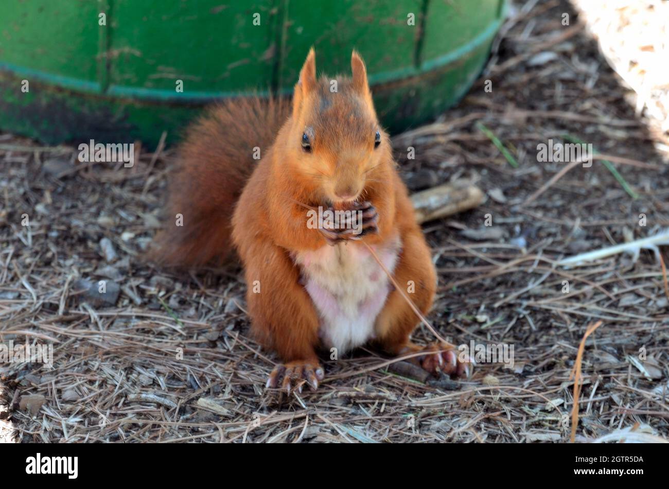Close-up di scoiattolo a terra Foto Stock