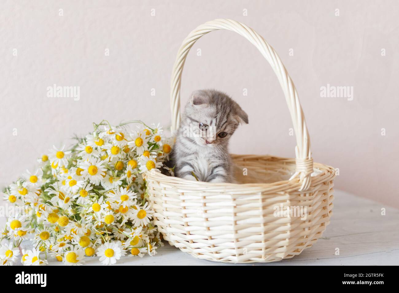 Gattino scozzese pieghevole seduto in un cestino Foto Stock