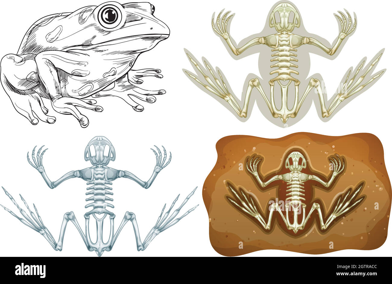 Rana e fossile sotterraneo Illustrazione Vettoriale