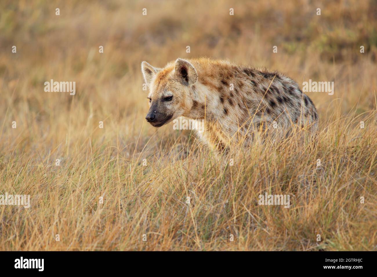 Hyena - Crocuta crocuta dopo i pasti a piedi nel parco. Bel tramonto o alba ad Amboseli in Kenya, giovane scavenger nella savana, san Foto Stock