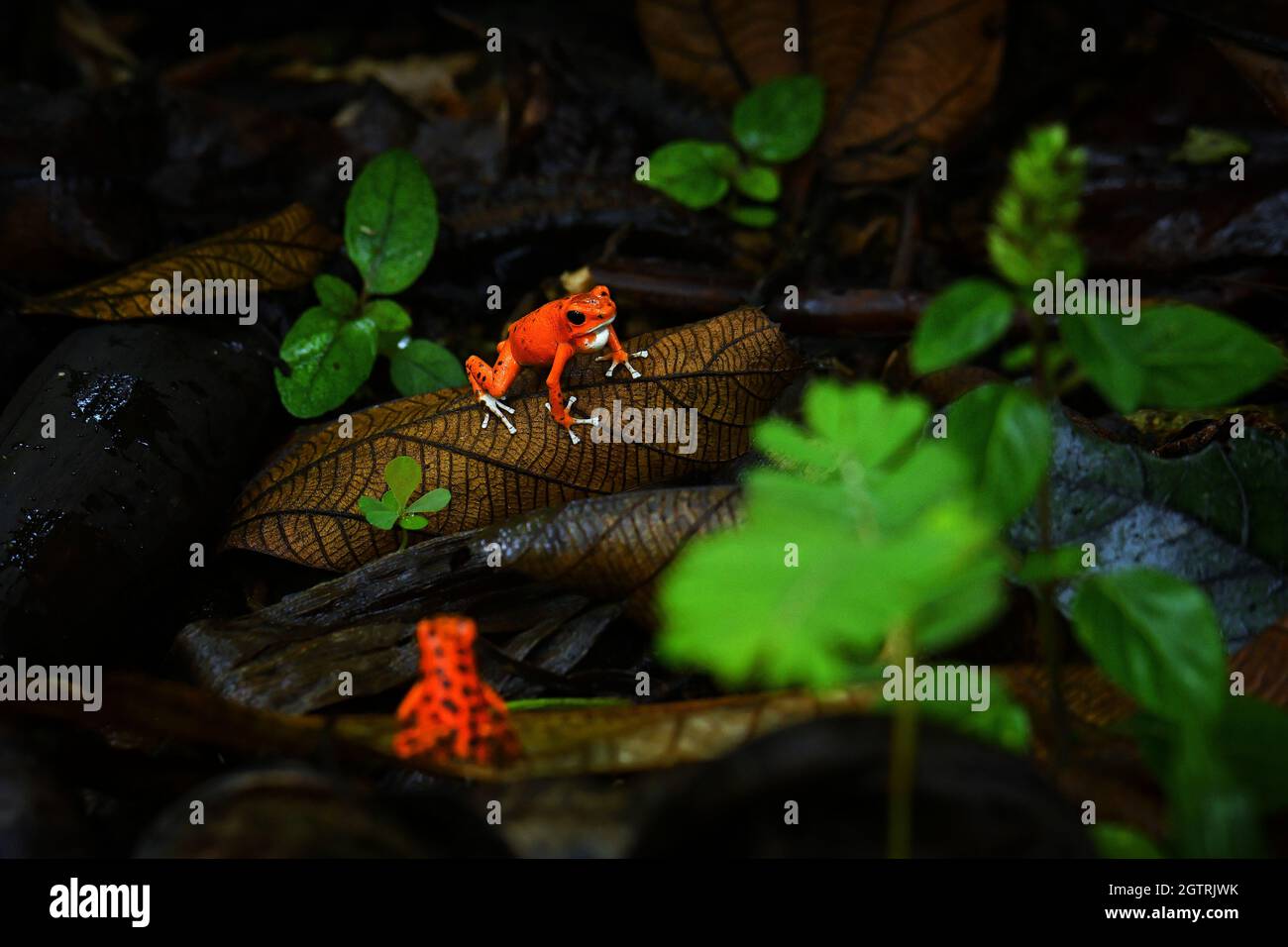 Rana veleno-freccetta di fragole - Oophaga (Dendrobati) pumilio, piccola rana di freccette rosse di veleno trovata in America Centrale, dal Nicaragua centro orientale throu Foto Stock