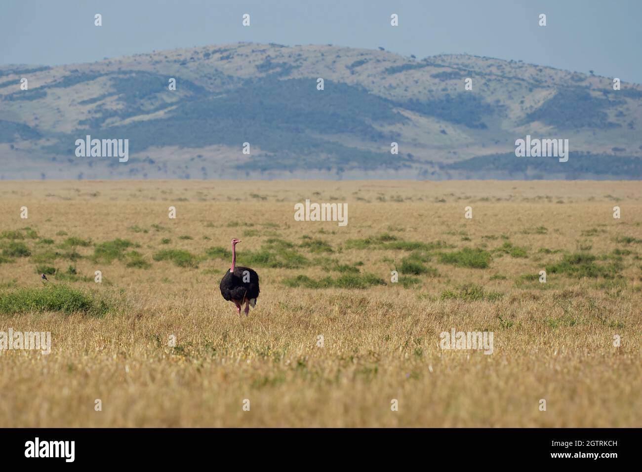 Ostrich comune - Struthio camelus è una specie di uccello senza luce originaria di grandi aree dell'Africa , il più grande uccello vivente, lunghe e forti gambe rosse, lon Foto Stock