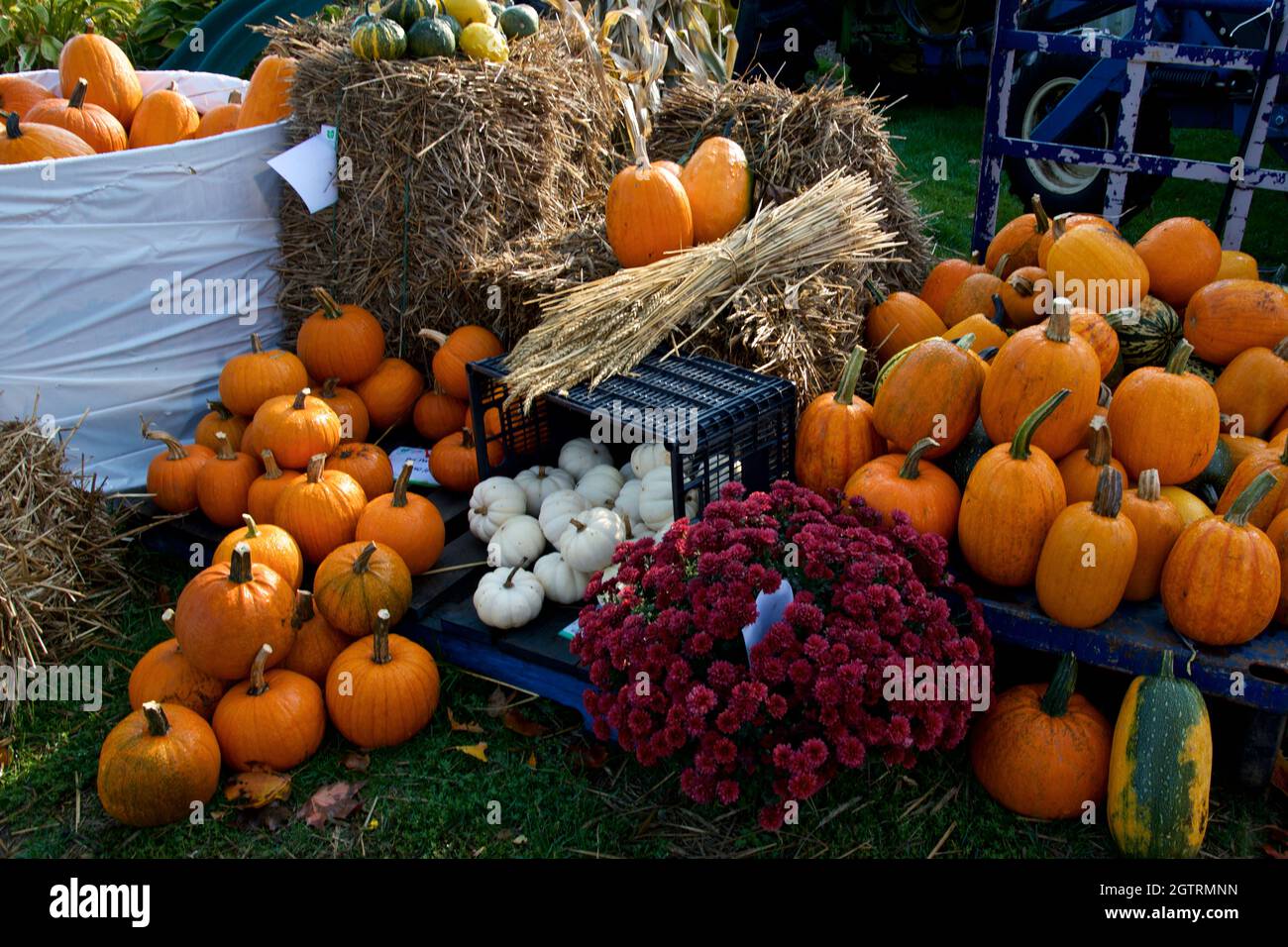 Mercato agricolo con la vendita di zucche in Canada. Foto Stock