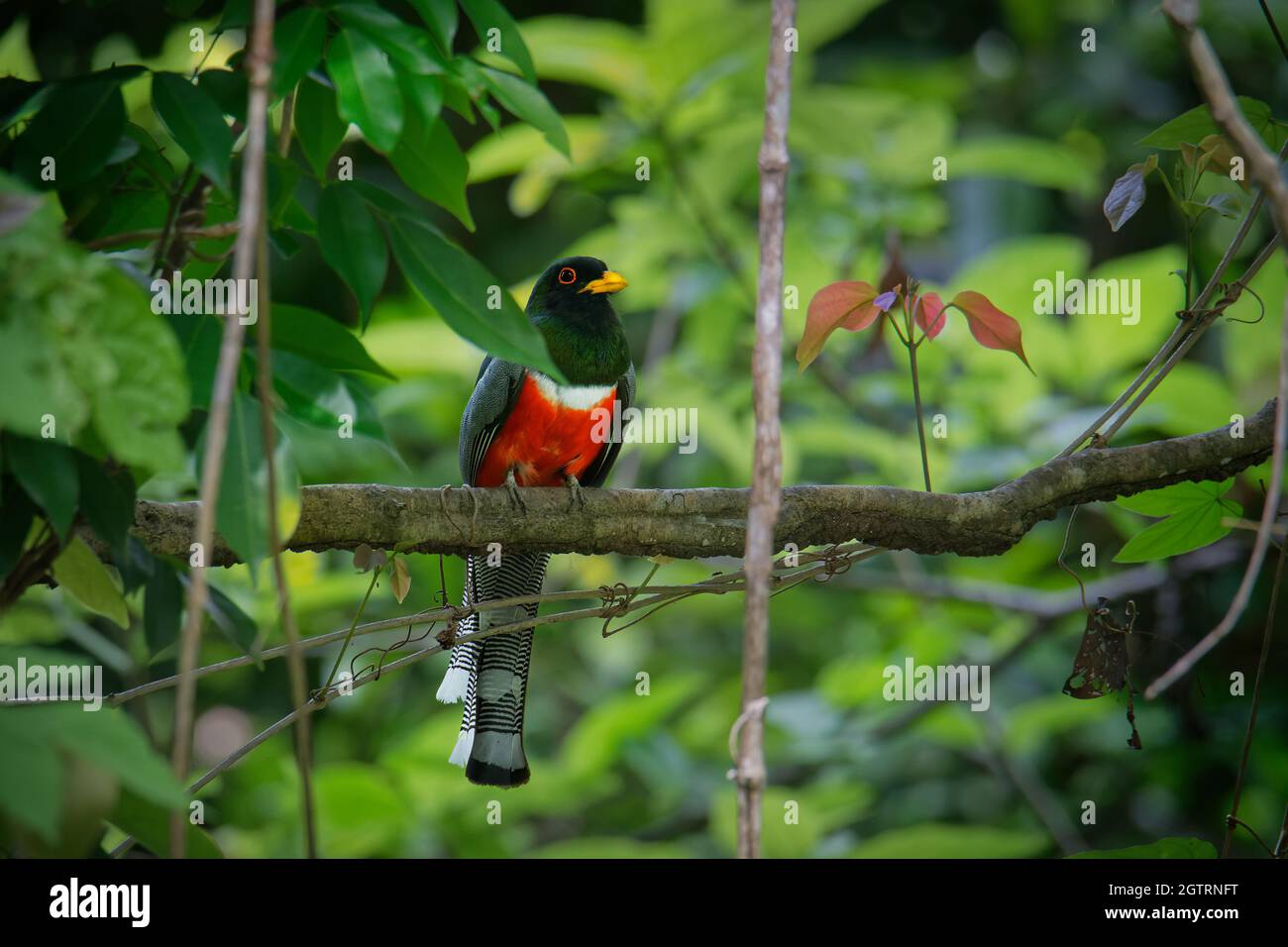 Elegante Trogon - Trogon elegans chiamato coppery-coda., uccello che va dal Guatemala nel sud fino al nuovo Messico, nero rosso e verde uccello Foto Stock