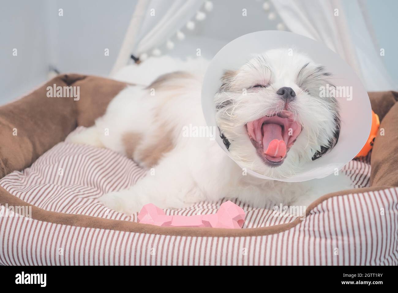 Cane Sick che indossa il colletto a imbuto con Sad sul letto per animali  domestici Foto stock - Alamy