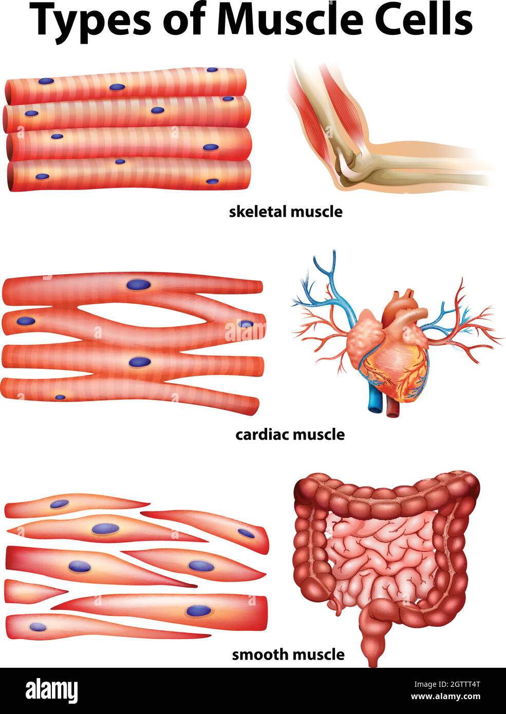 Diagramma che mostra i tipi di cellule muscolari Illustrazione Vettoriale