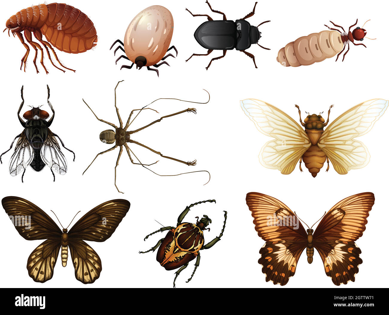 Set di insetti e insetti Illustrazione Vettoriale