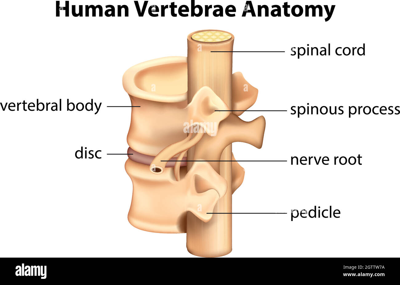 Anatomia delle vertebre umane Illustrazione Vettoriale