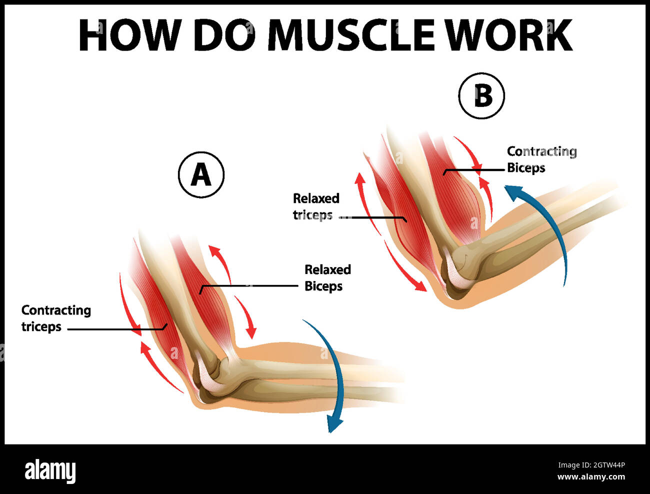 Poster di formazione su come funziona il muscolo Illustrazione Vettoriale