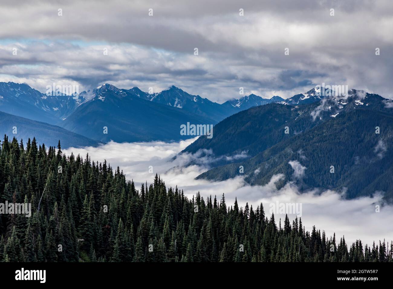 Foresta sempreverde del pacifico nord-occidentale sulle montagne del Parco Nazionale Olimpico nello stato di Washington Foto Stock