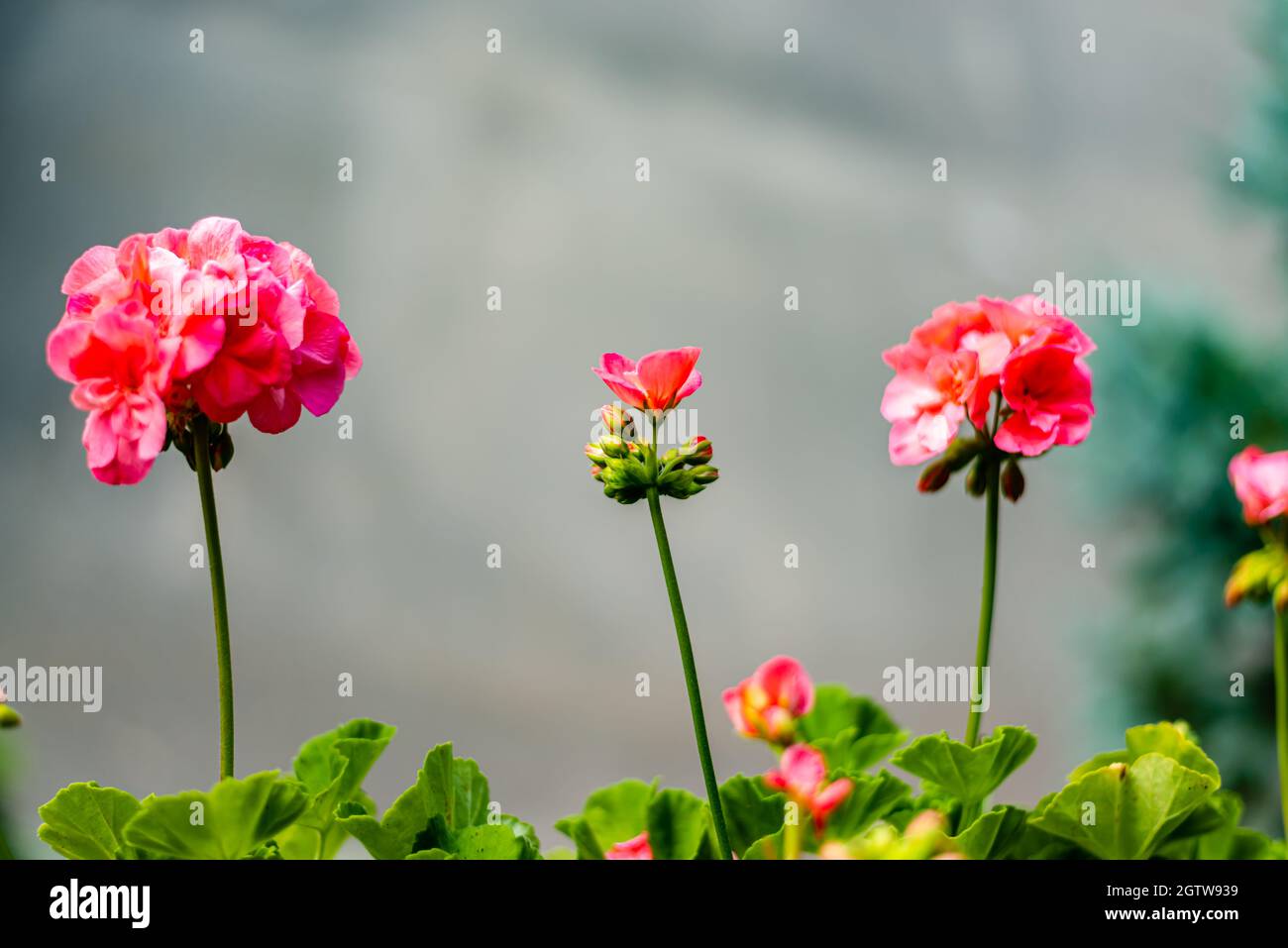 Fiore del geranio Foto Stock