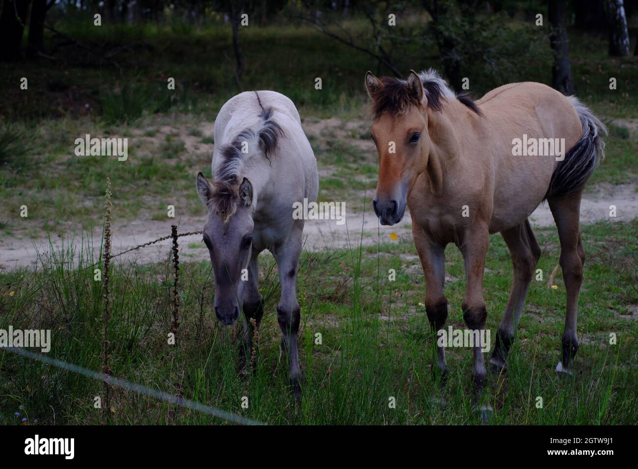 Cavalli Sorraia che vivono selvaggiamente nella riserva naturale di Döberitzer Heide vicino Berlino. Foto Stock