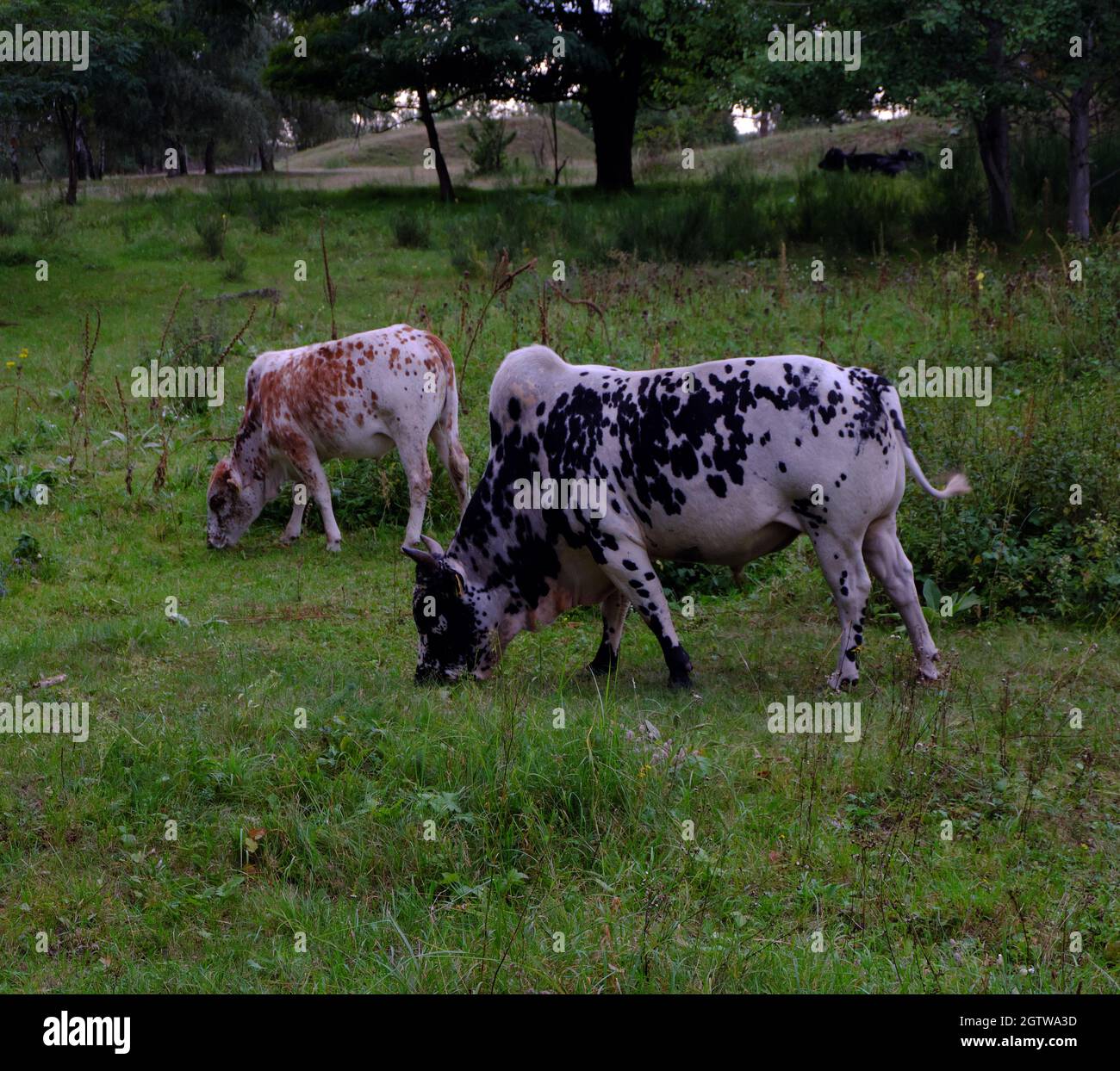 Bestiame indiano humped (Bos taurus indicus) al Döberitzer Heide Foto Stock