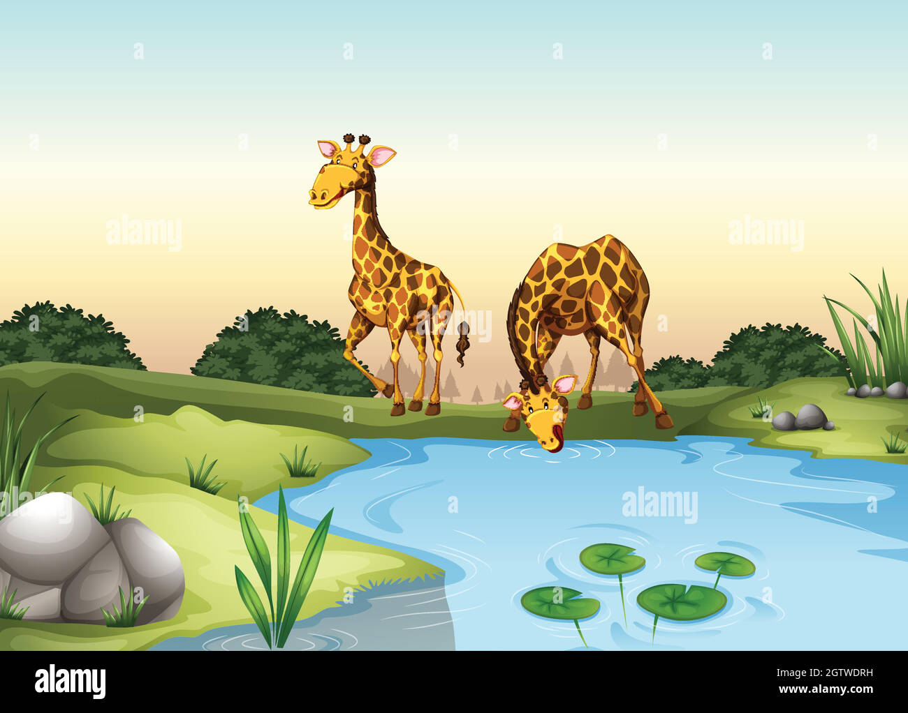 Giraffe acqua potabile al laghetto Illustrazione Vettoriale
