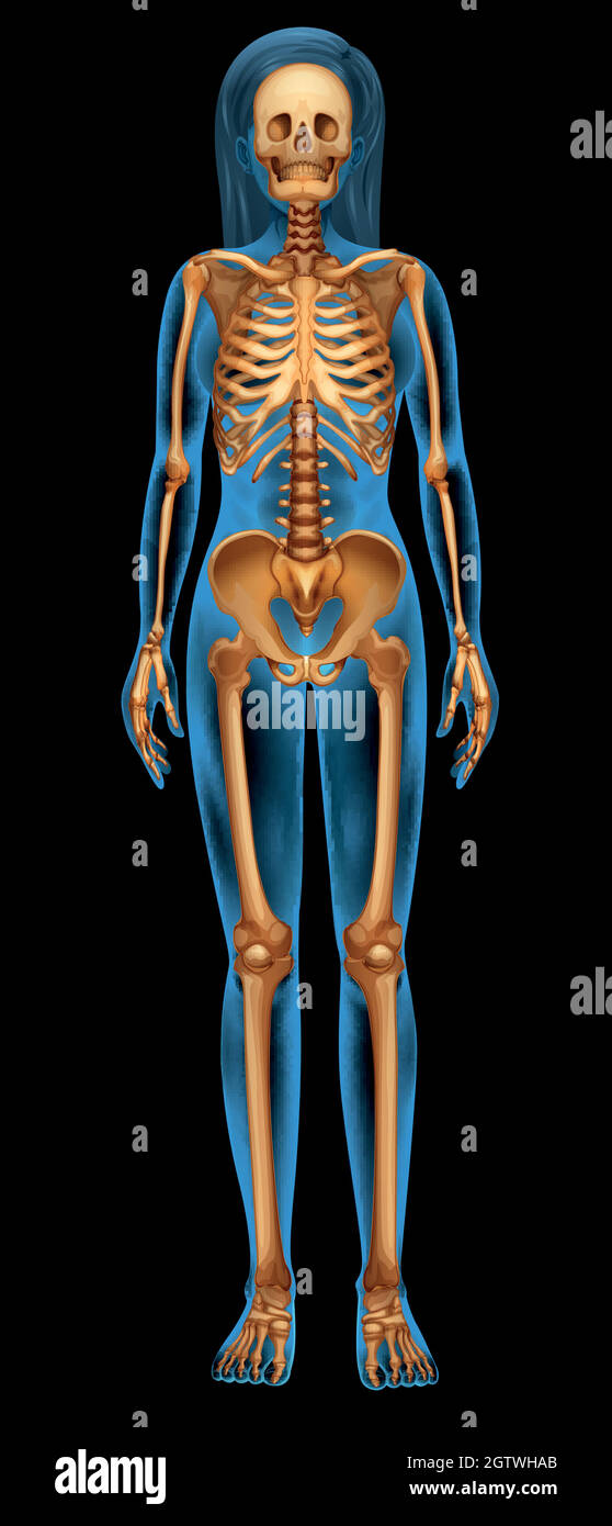 Umano sistema scheletrico Illustrazione Vettoriale