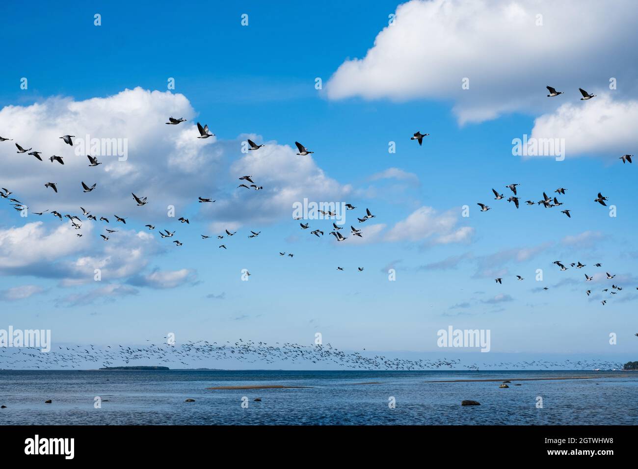 Enormi greggi di anatra prima della stagione di migrazione degli uccelli nel Nord Europa. Anatre che volano sul mare in autunno. Foto Stock