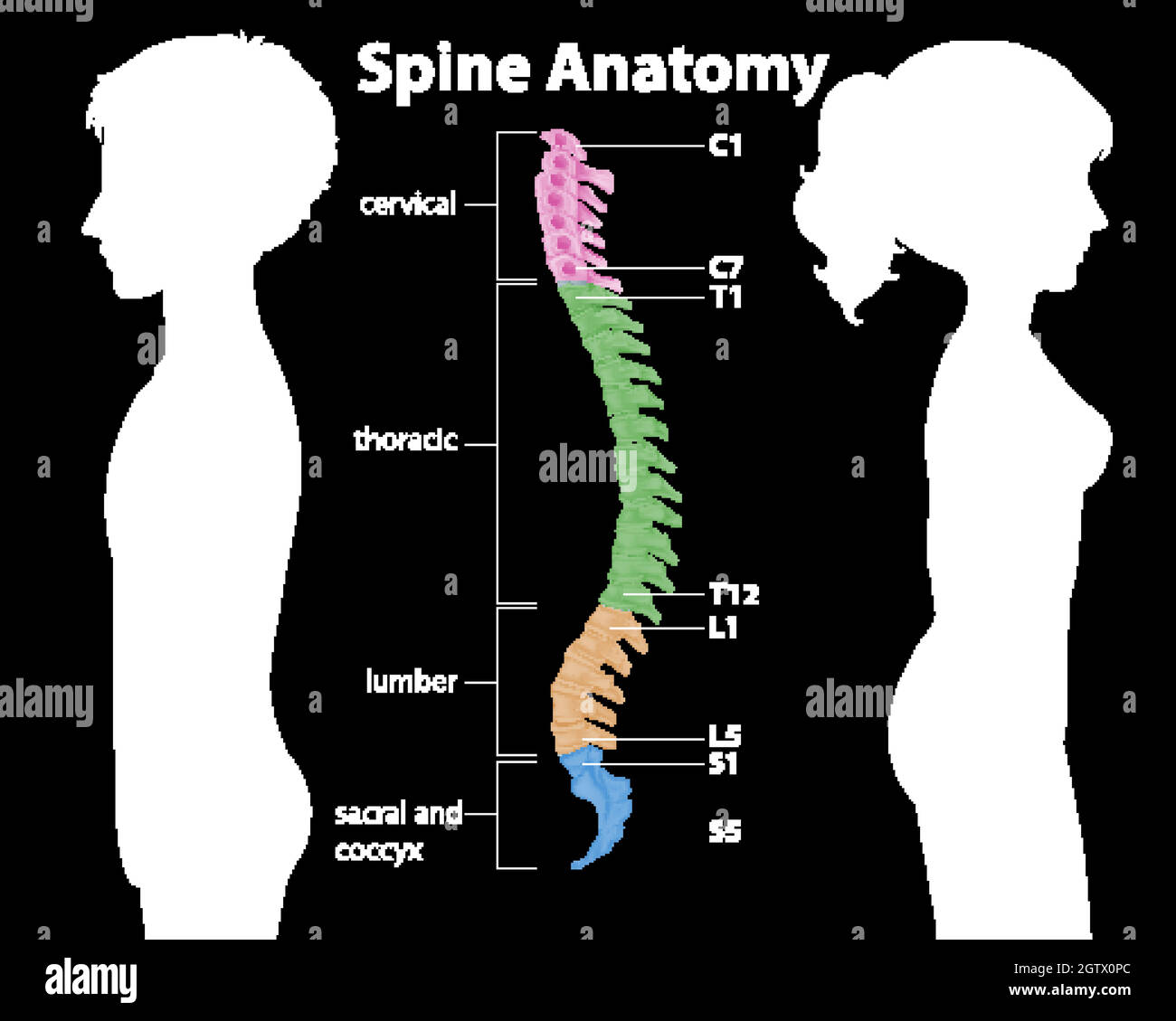 Infografica sull'anatomia della colonna vertebrale o delle curve spinali Illustrazione Vettoriale