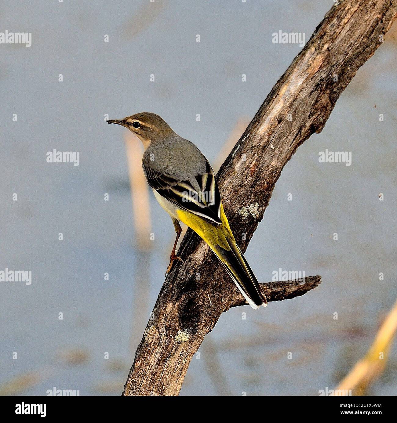 Bird appollaiate su un ramo Foto Stock