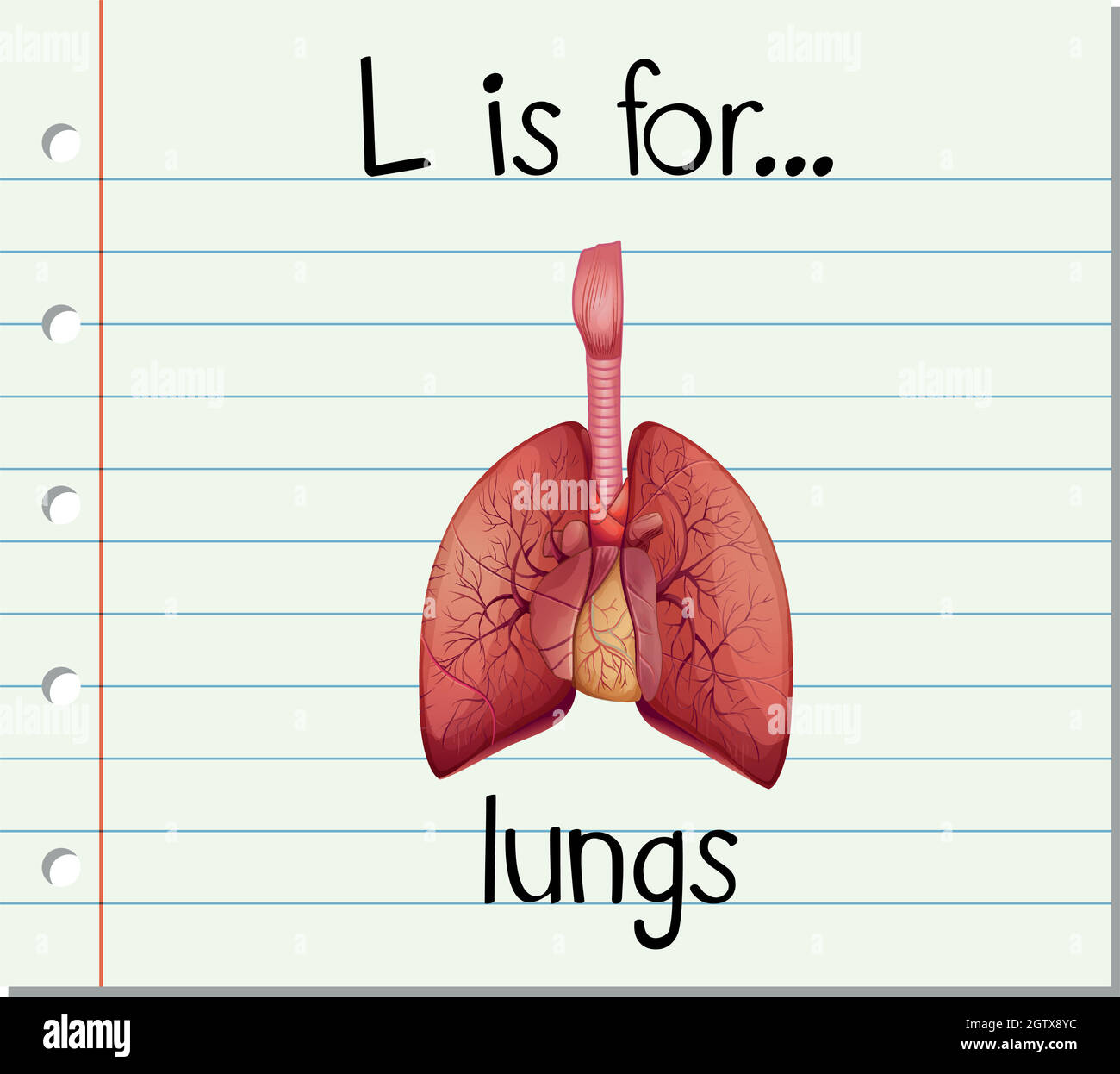 La lettera L del flashcard è per i polmoni Illustrazione Vettoriale