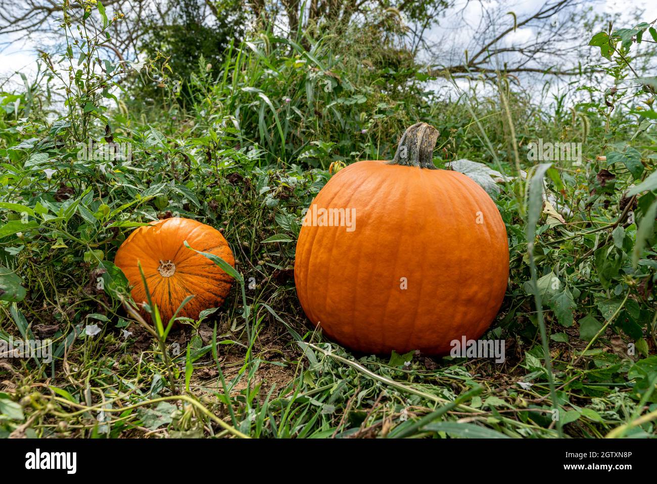 Due zucche arancioni al suolo in una fattoria in una giornata di sole. Ripresa ad angolo basso vicino al terreno con un ampio campo visivo. Foto Stock