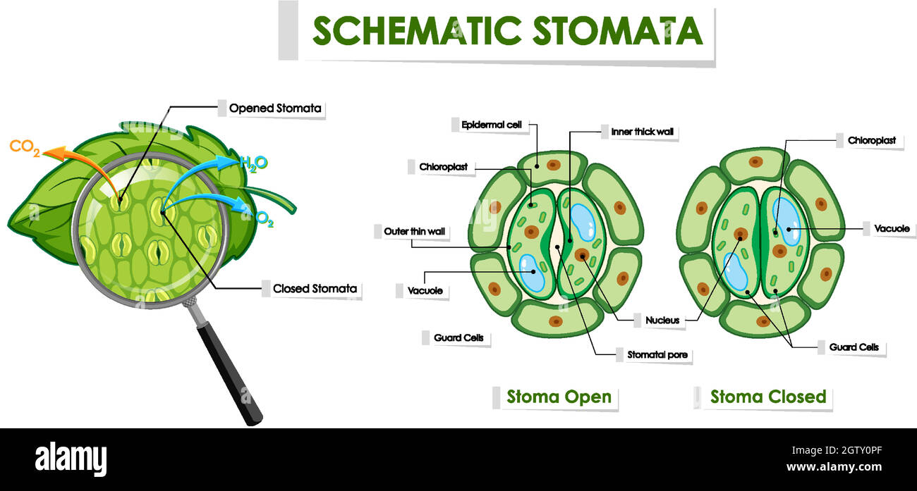 Diagramma che mostra la stomatata schematica Illustrazione Vettoriale