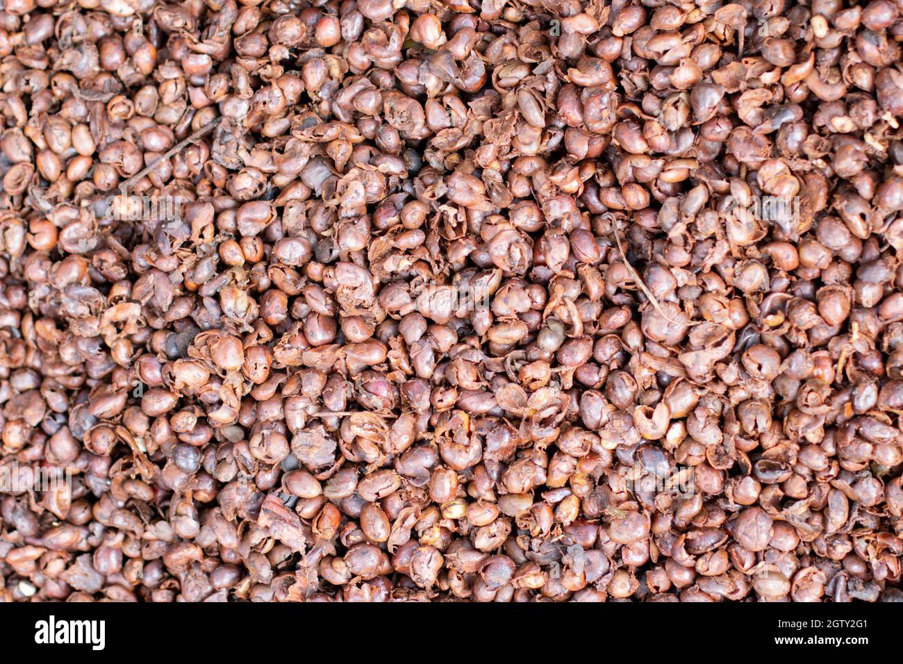 Bucce di caffè pronte per essere compostate. Il caffè scola sfondo. Bucce secche di bacche secche della pianta del caffè. Per primo apparire o trame. Foto Stock