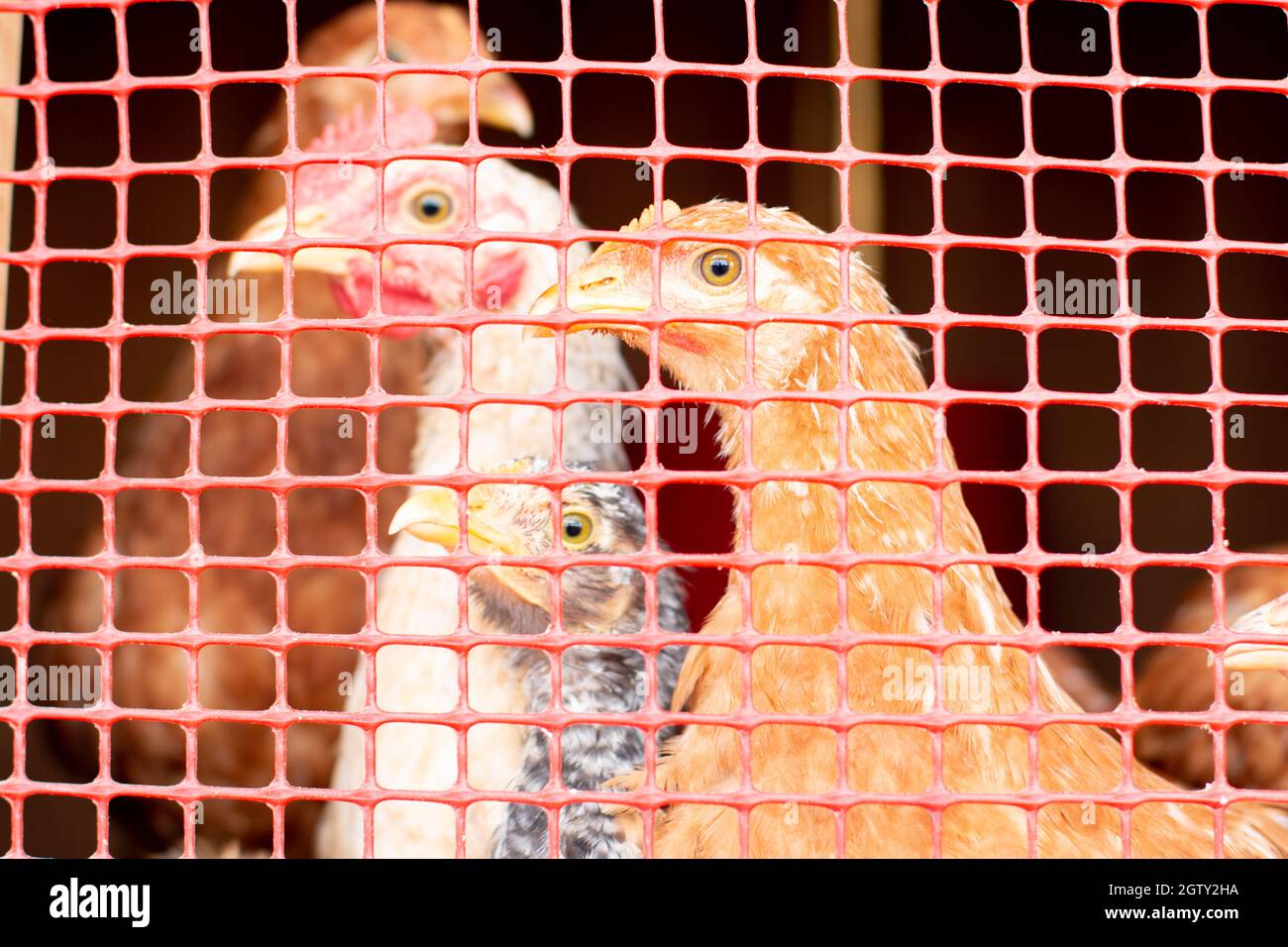 Polli tristi in gabbia per vendere o mangiare. Allevamento in gabbia. Concetto di protezione degli animali Foto Stock