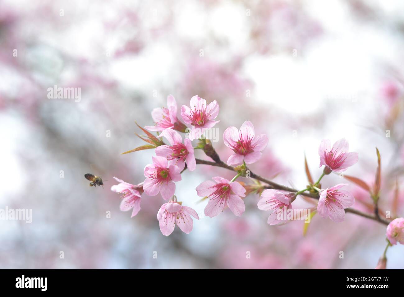 Close-up di rosa Fiori di Ciliegio Foto stock - Alamy