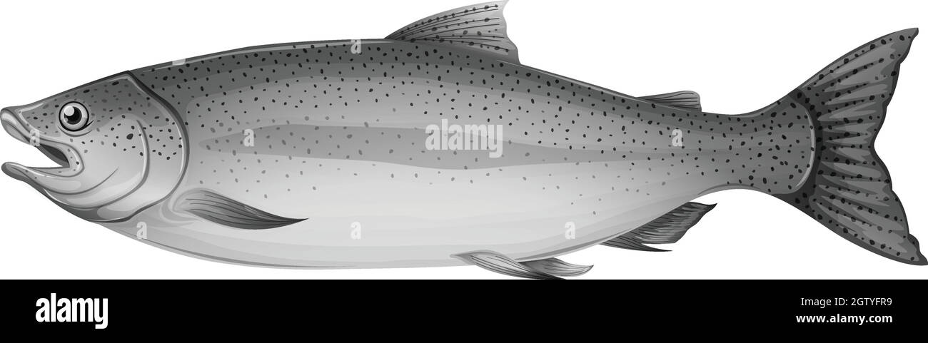 Un pesce di trota grigio Illustrazione Vettoriale