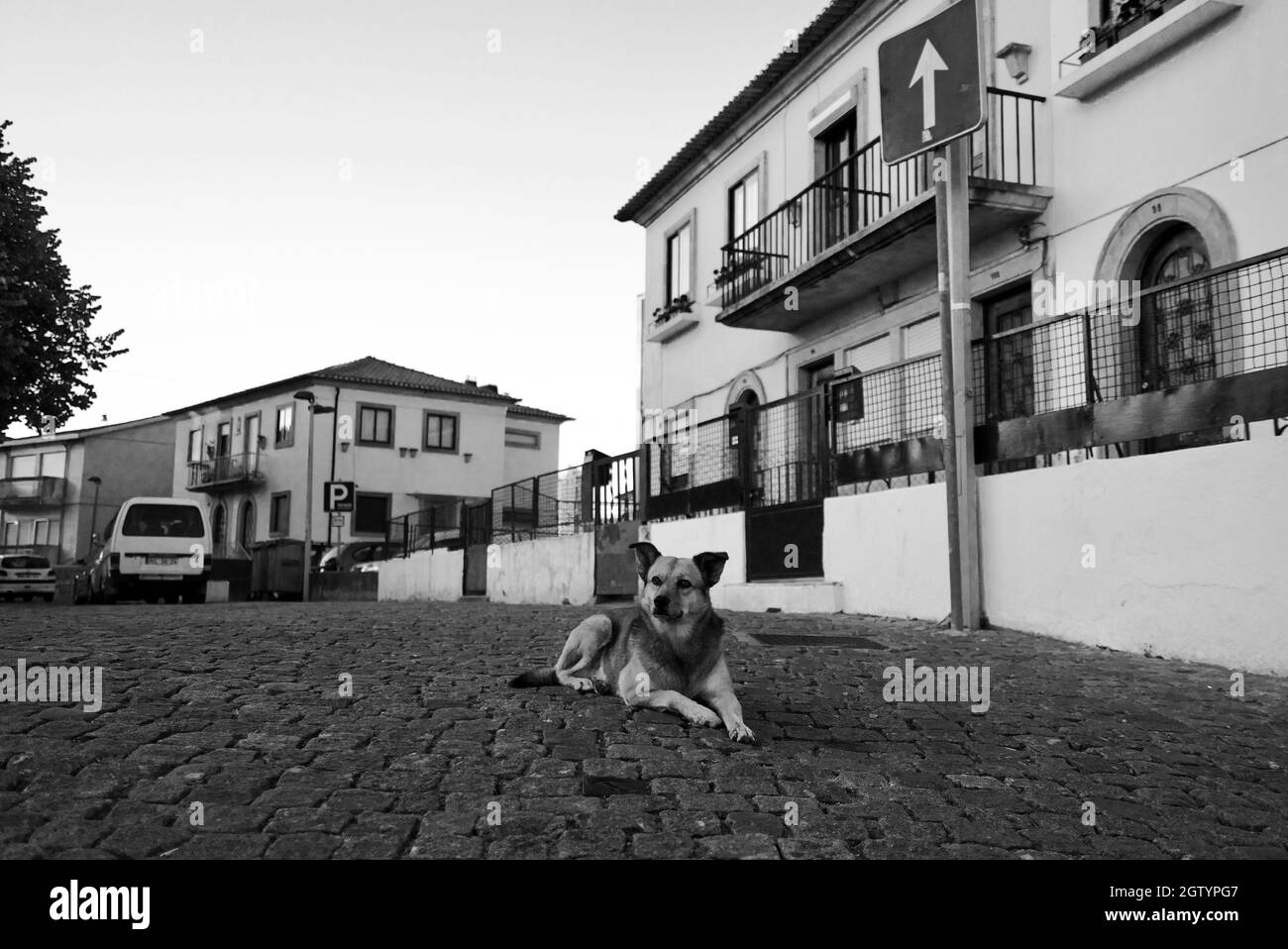 Cane apparentemente randagio per le strade di Porto, una città in Portogallo. Foto Stock